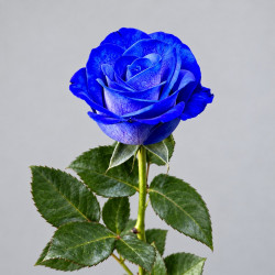 Синяя роза Салма